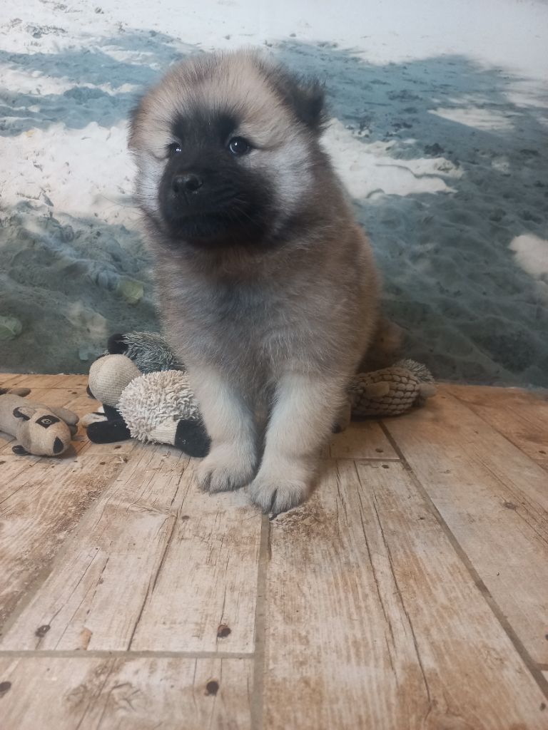 Du Mistral Normand - Chiot disponible  - Eurasier