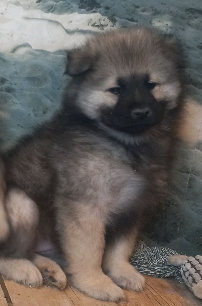 Du Mistral Normand - Chiot disponible  - Eurasier