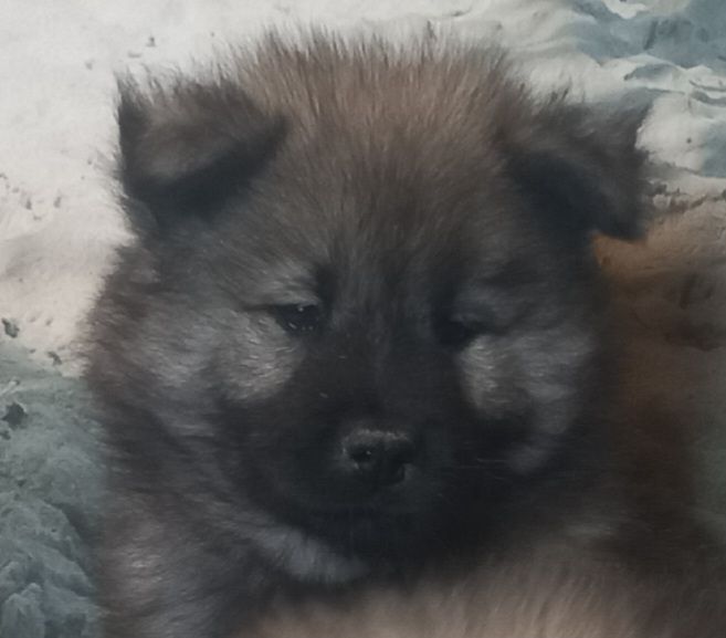 Du Mistral Normand - Chiot disponible  - Eurasier