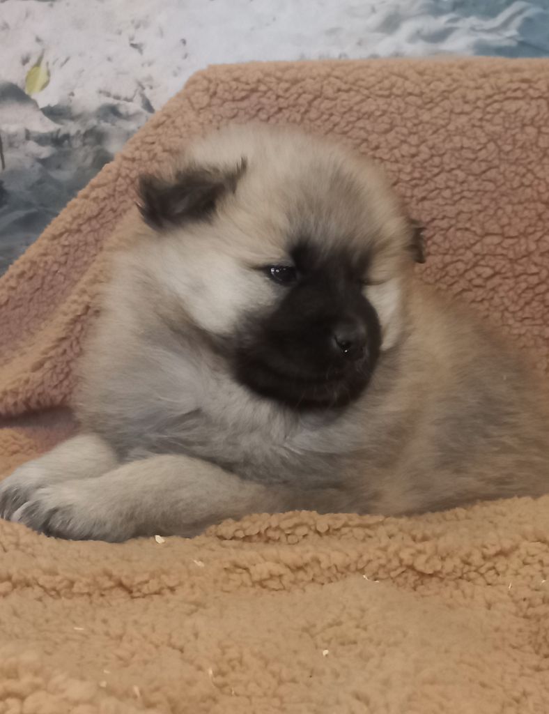 Du Mistral Normand - Chiot disponible  - Eurasier