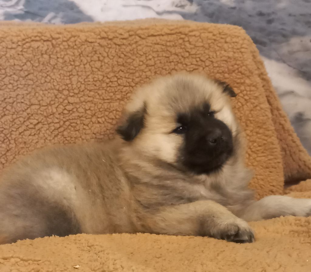 Du Mistral Normand - Chiot disponible  - Eurasier