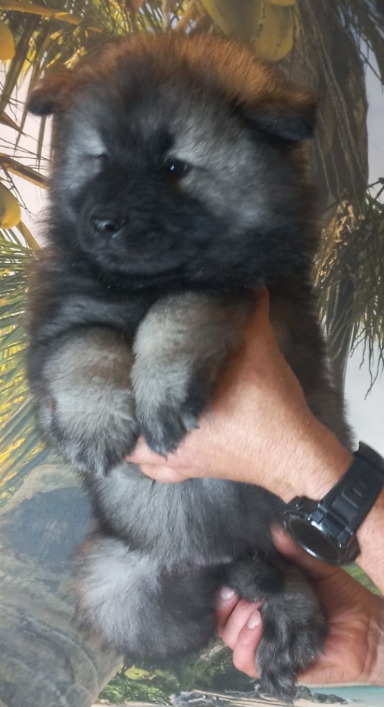 Du Mistral Normand - Chiot disponible  - Eurasier