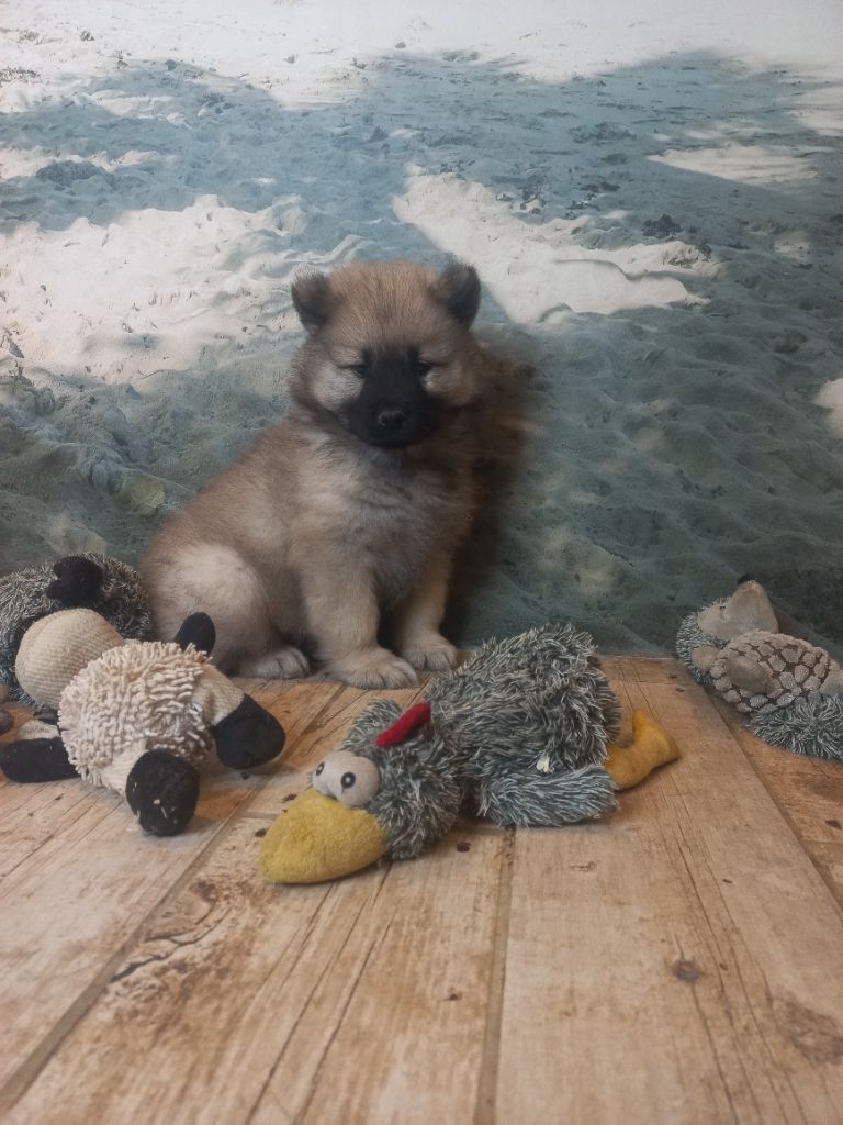 Du Mistral Normand - Chiot disponible  - Eurasier