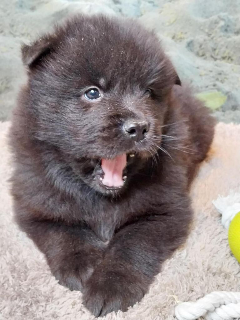 Du Mistral Normand - Chiot disponible  - Eurasier