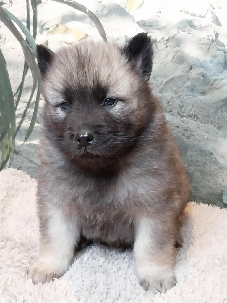 Du Mistral Normand - Chiot disponible  - Eurasier