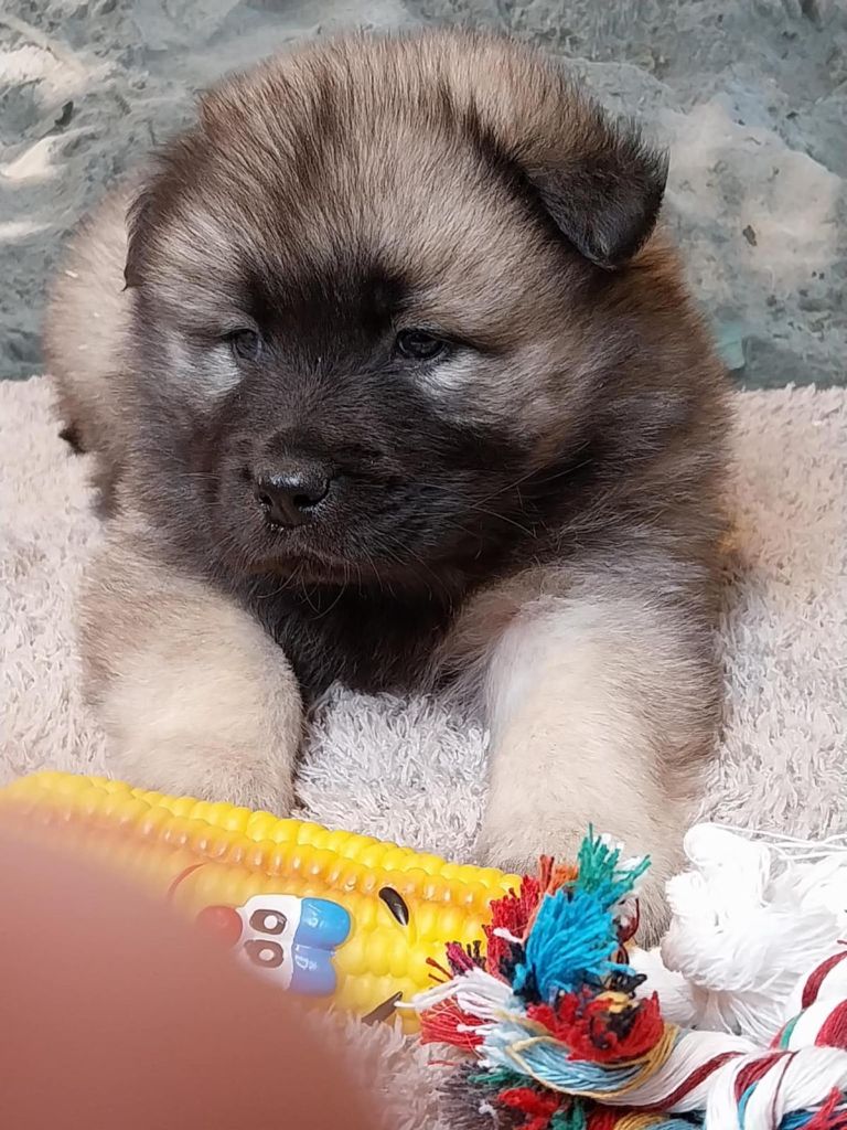 Du Mistral Normand - Chiot disponible  - Eurasier