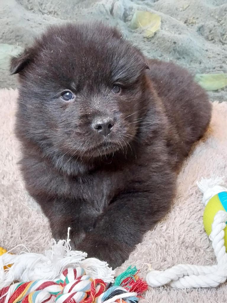 Du Mistral Normand - Chiot disponible  - Eurasier