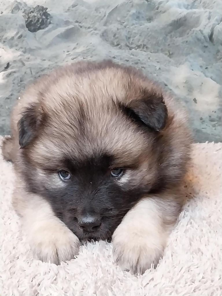 Du Mistral Normand - Chiot disponible  - Eurasier