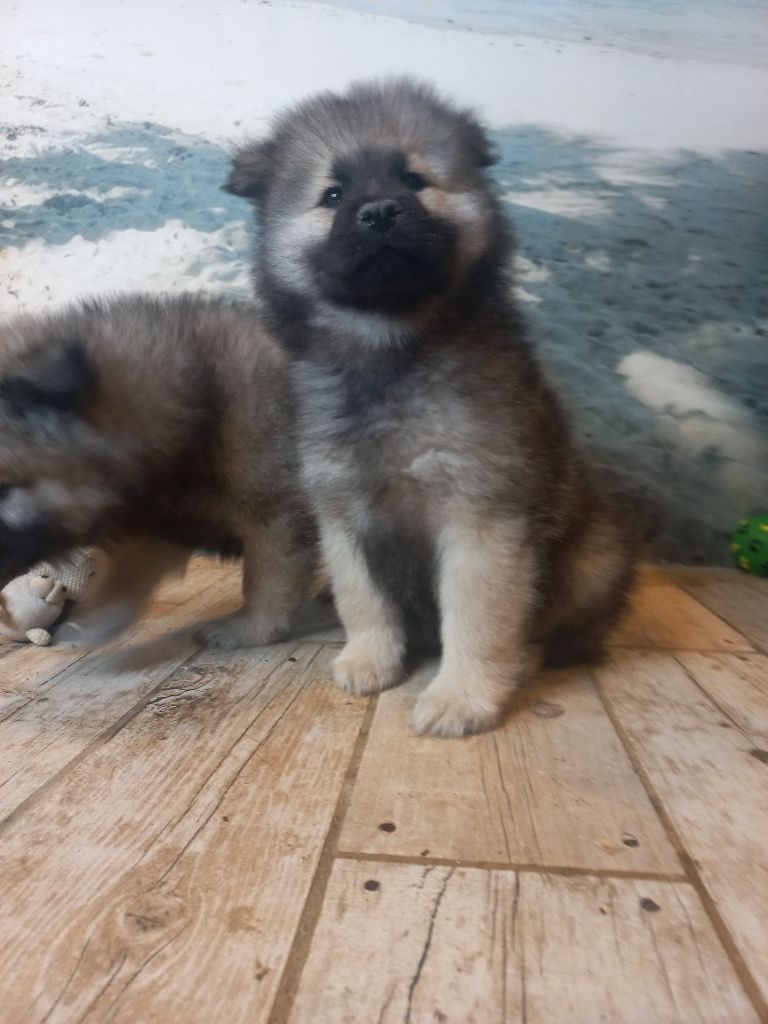 Du Mistral Normand - Chiot disponible  - Eurasier