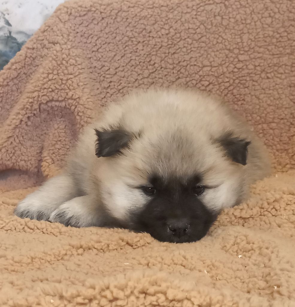 chiot Eurasier Du Mistral Normand