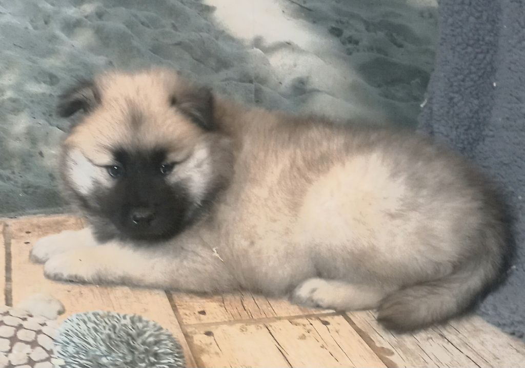 Du Mistral Normand - Chiot disponible  - Eurasier