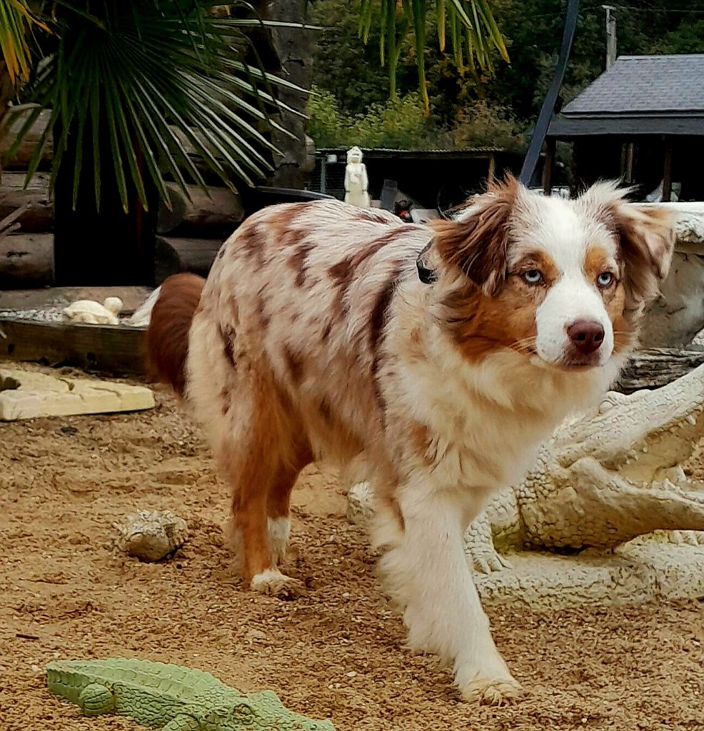 Very pretty ruby's Du Domaine Des Perles D'Ambène