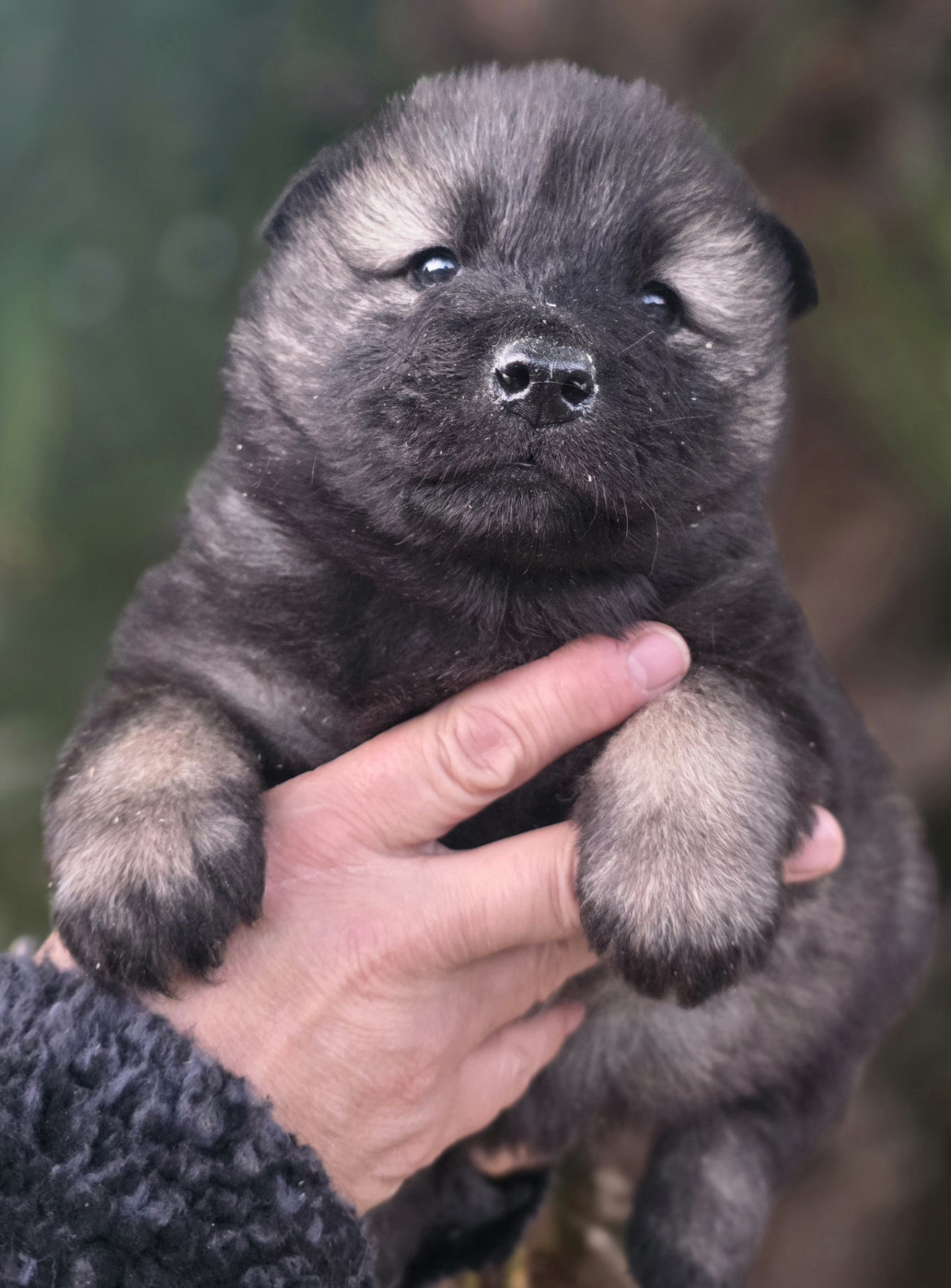 Chiots eurasier disponibles