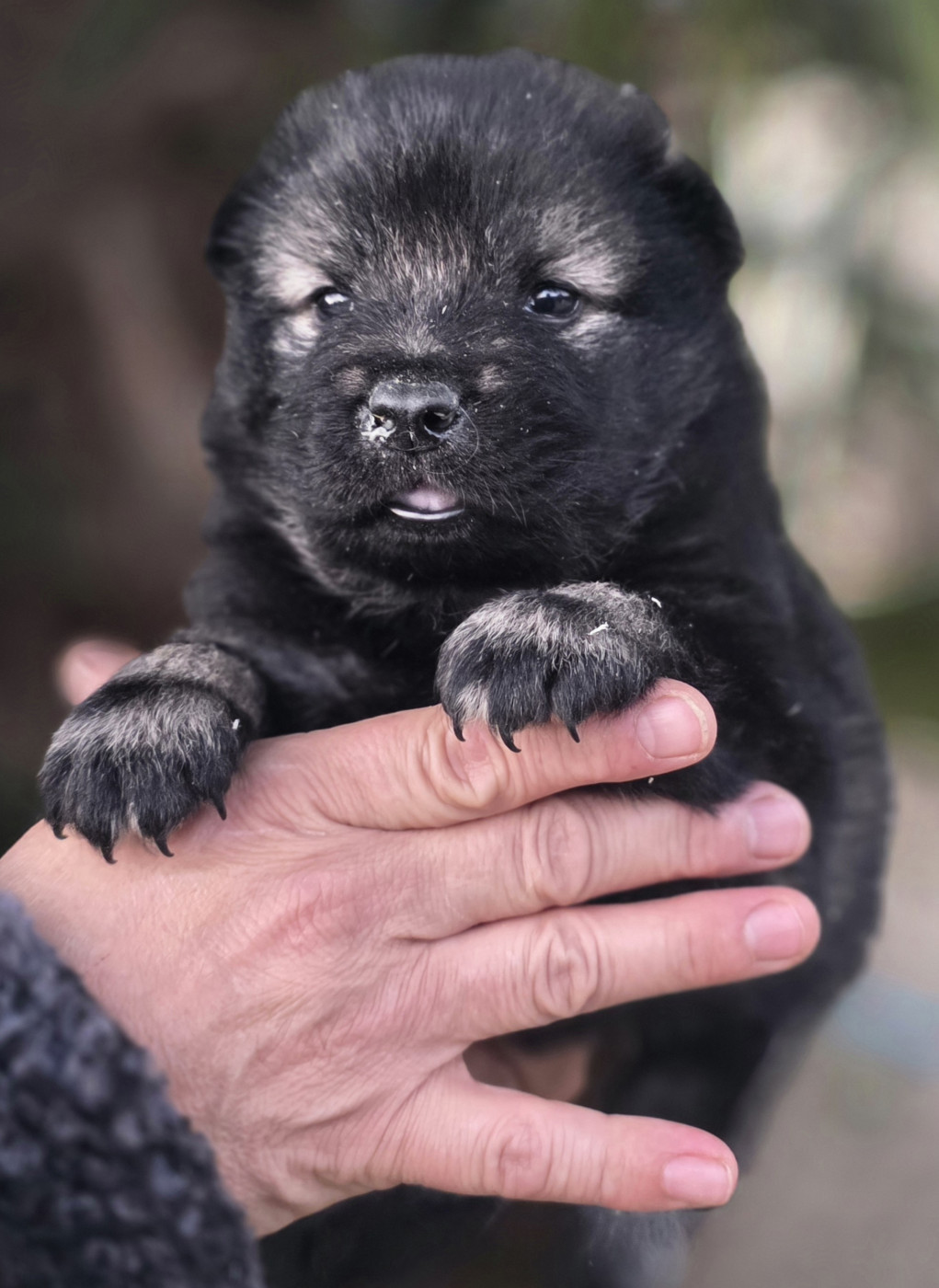 Chiots eurasier disponibles