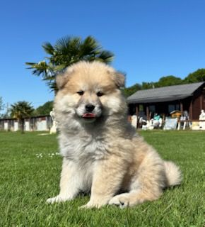 Chiots eurasier disponibles