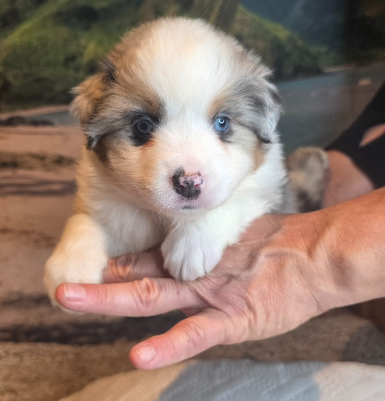 Du Mistral Normand - Chiots disponibles - Berger Américain Miniature 