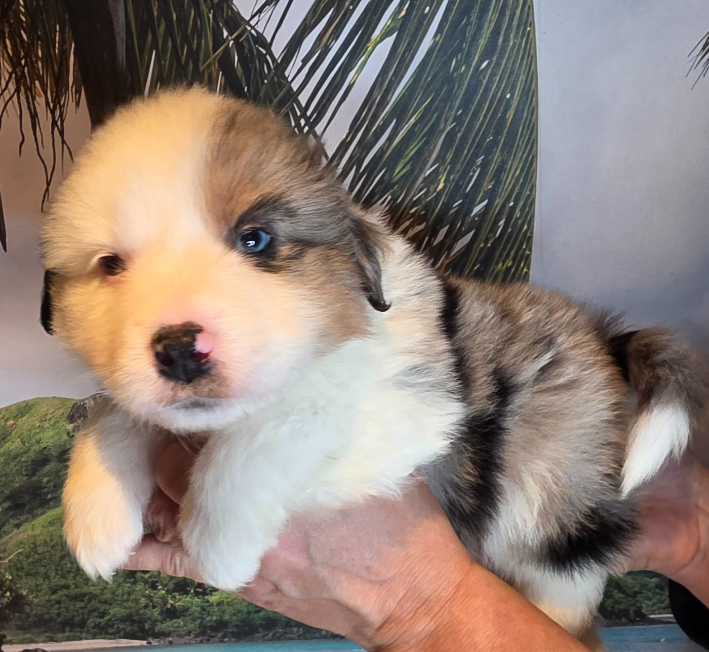 Du Mistral Normand - Chiots disponibles - Berger Américain Miniature 