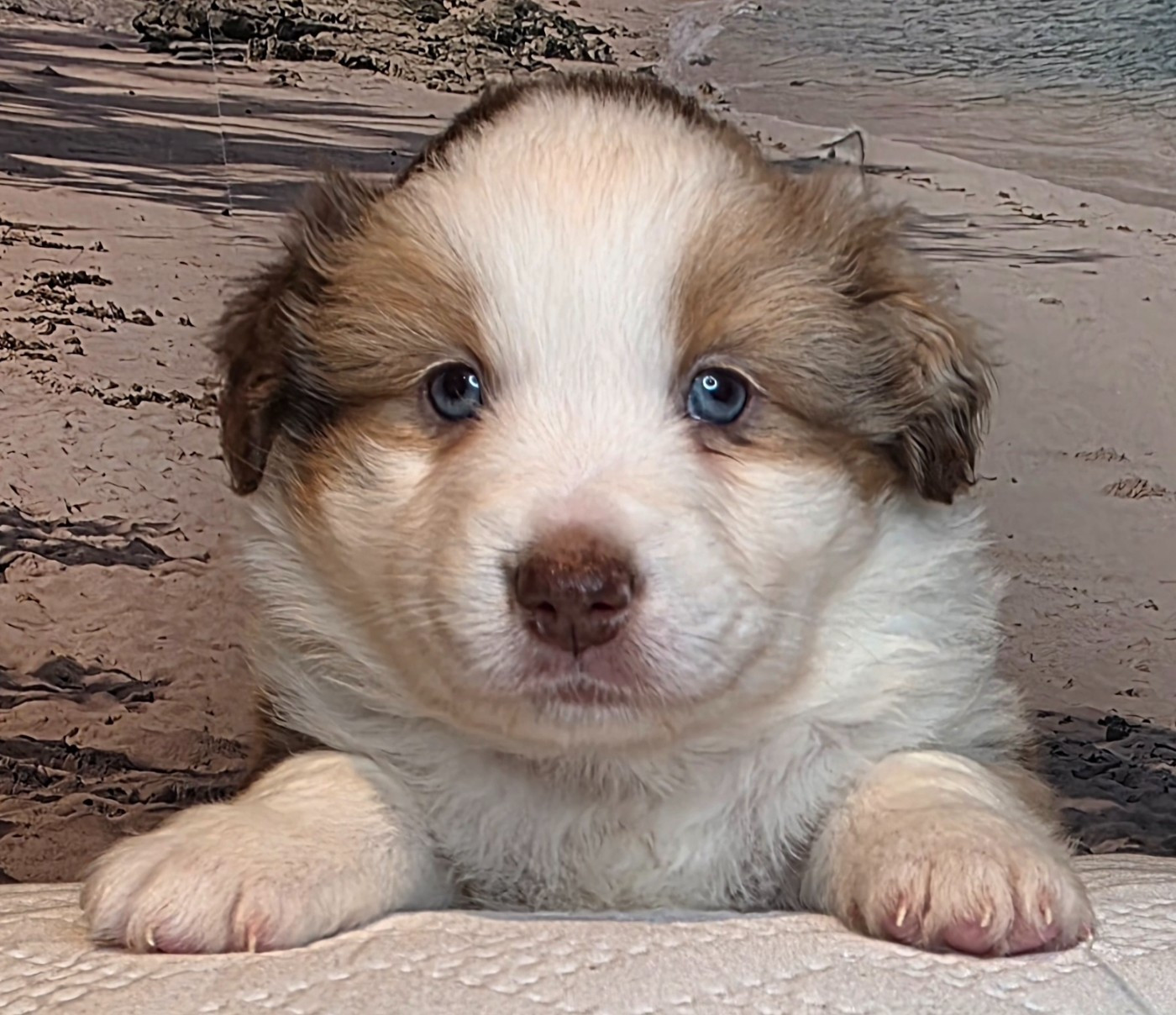 Du Mistral Normand - Chiots disponibles - Berger Américain Miniature 