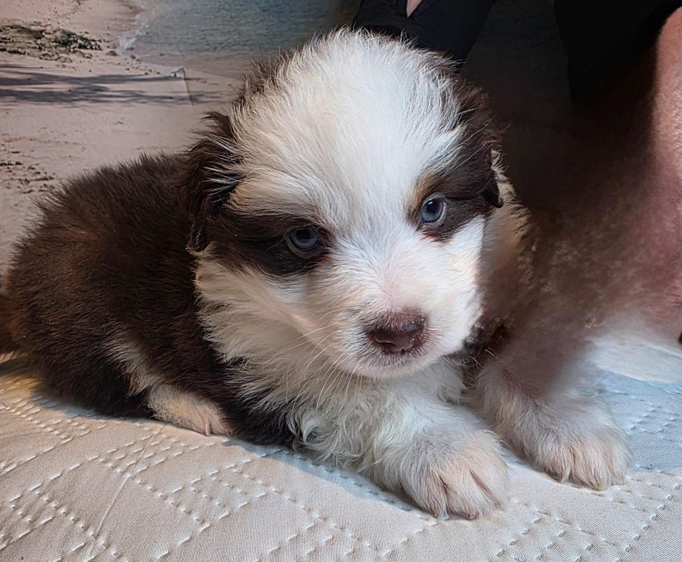 Du Mistral Normand - Chiots disponibles - Berger Américain Miniature 