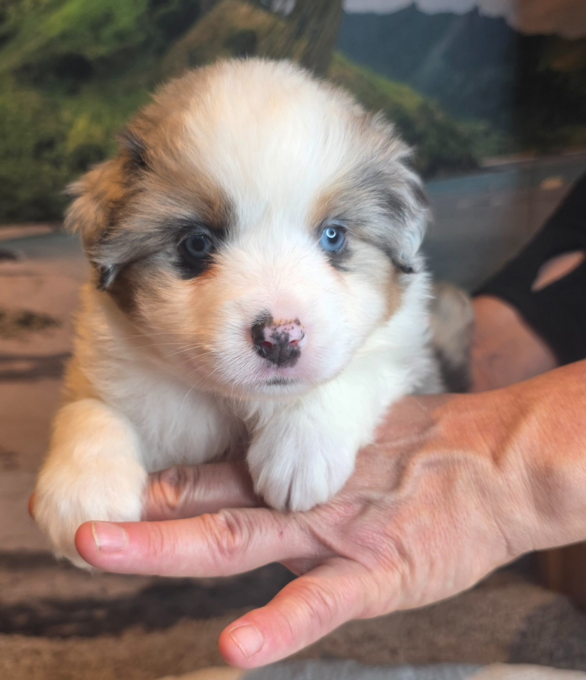 Du Mistral Normand - Chiots disponibles - Berger Américain Miniature 