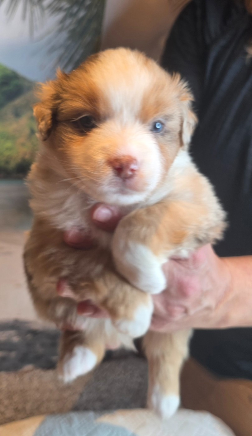 Du Mistral Normand - Chiots disponibles - Berger Américain Miniature 