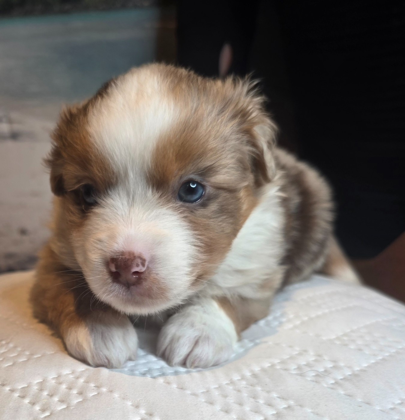 Du Mistral Normand - Chiots disponibles - Berger Américain Miniature 