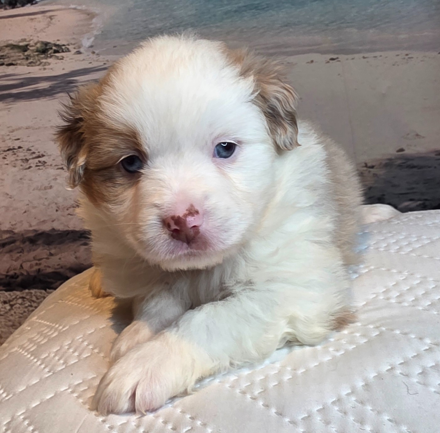 Du Mistral Normand - Chiots disponibles - Berger Américain Miniature 