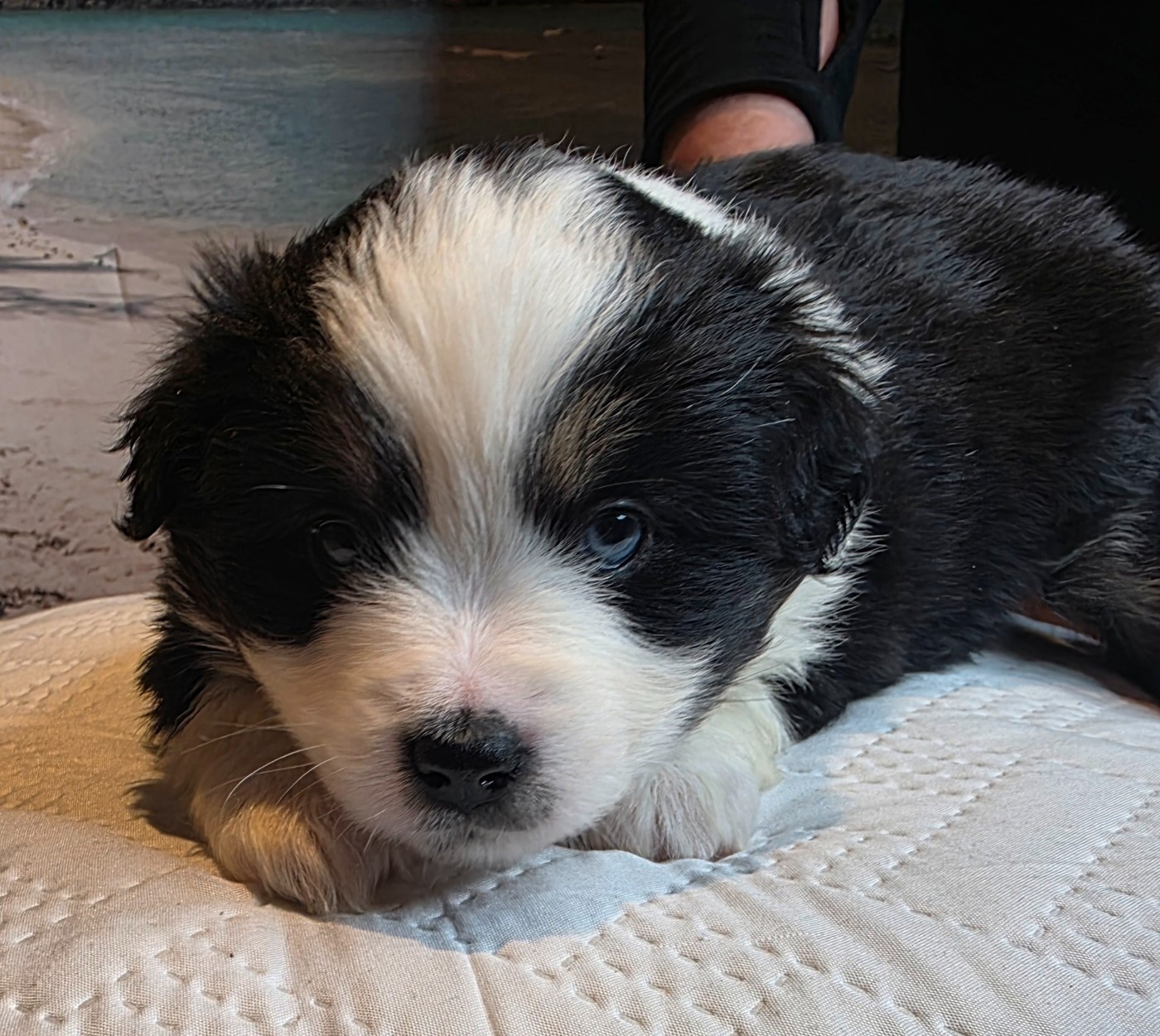 Du Mistral Normand - Chiots disponibles - Berger Américain Miniature 