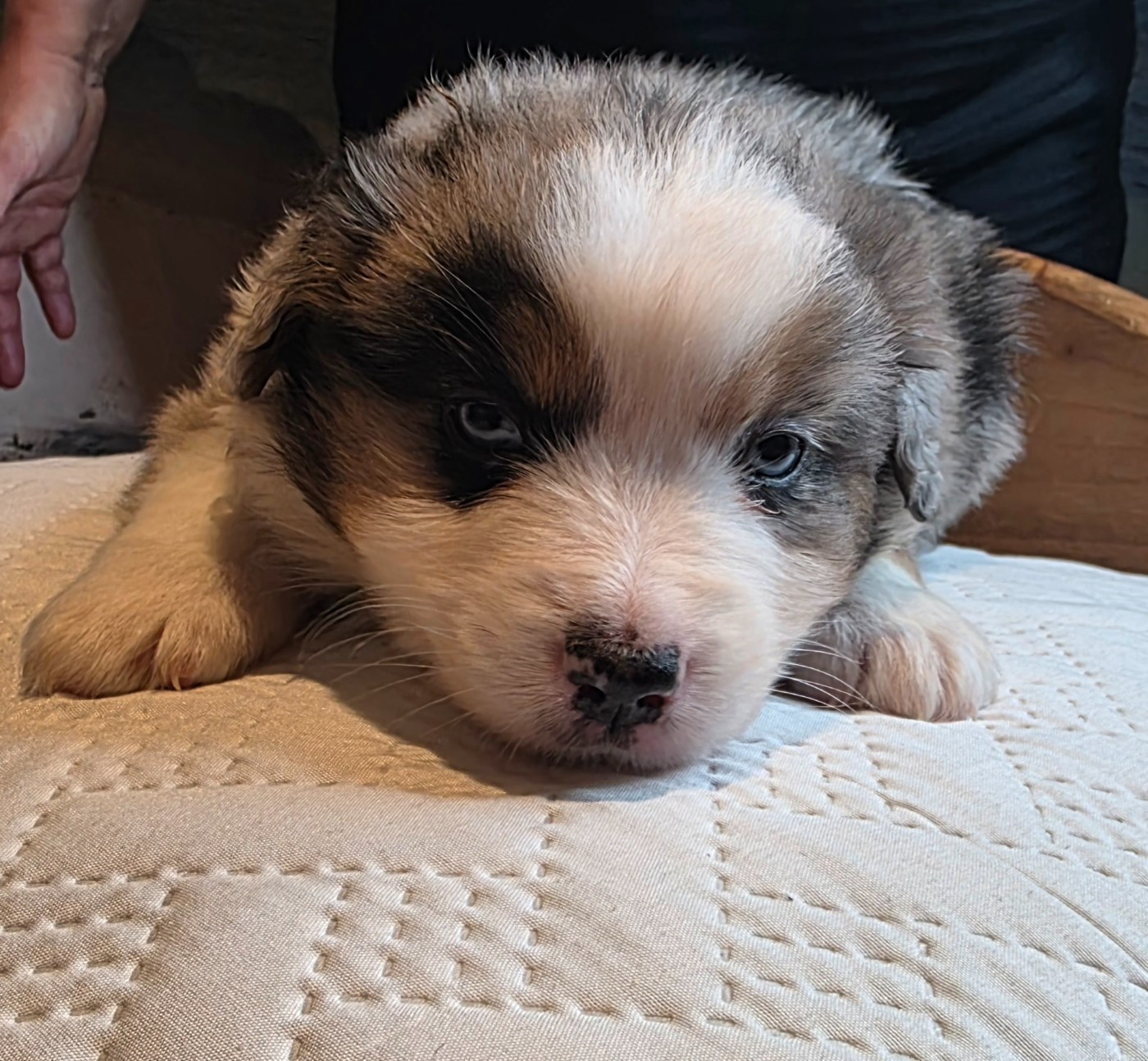 Du Mistral Normand - Chiots disponibles - Berger Américain Miniature 