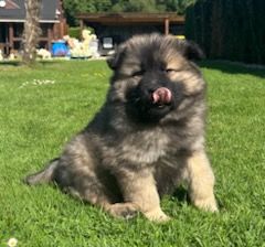 Du Mistral Normand - Chiots disponibles - Eurasier