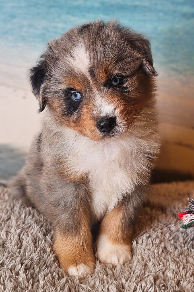 Du Mistral Normand - Chiots disponibles - Berger Américain Miniature 