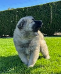 Du Mistral Normand - Chiots disponibles - Eurasier