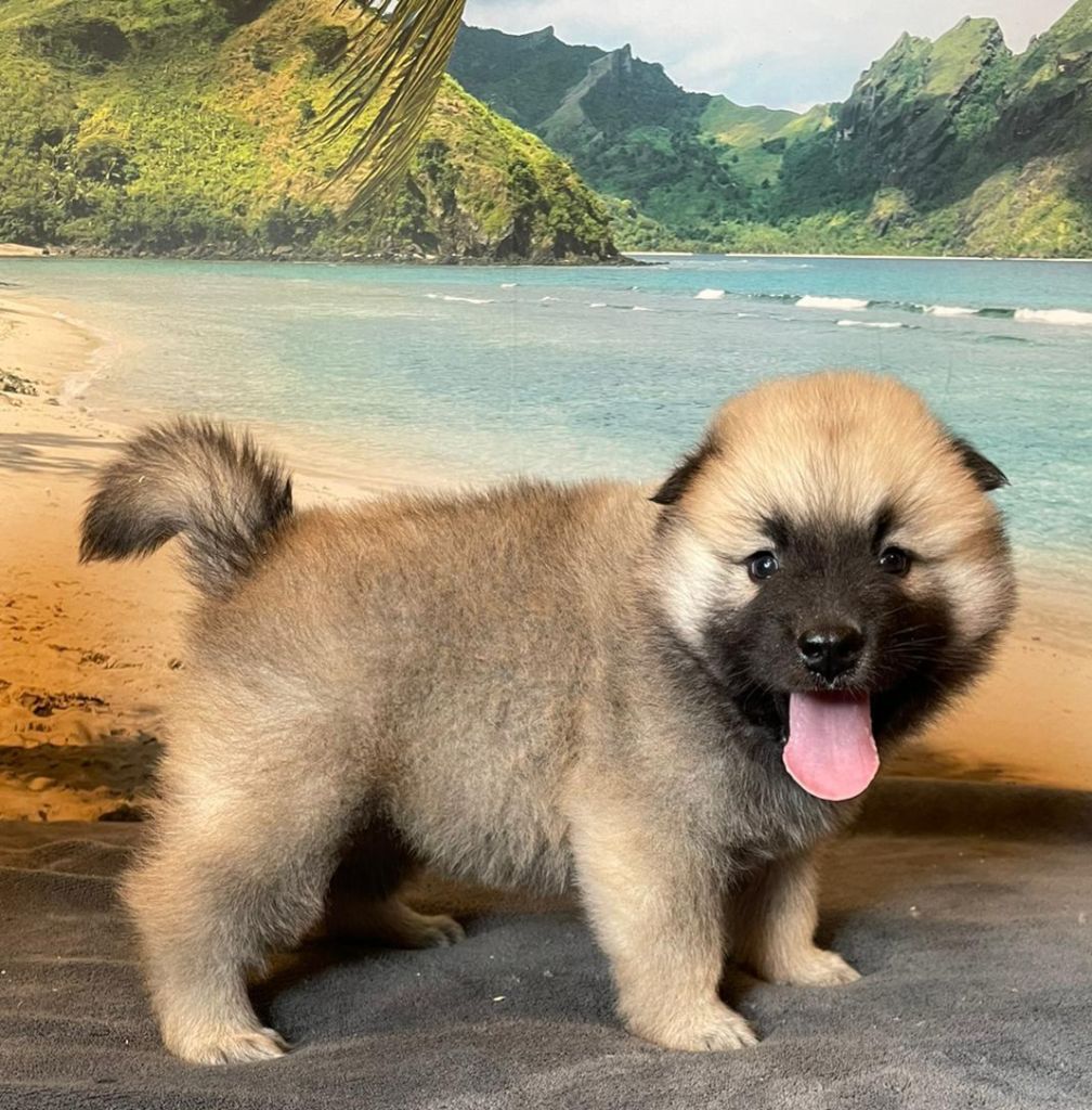 Du Mistral Normand - Chiots disponibles - Eurasier
