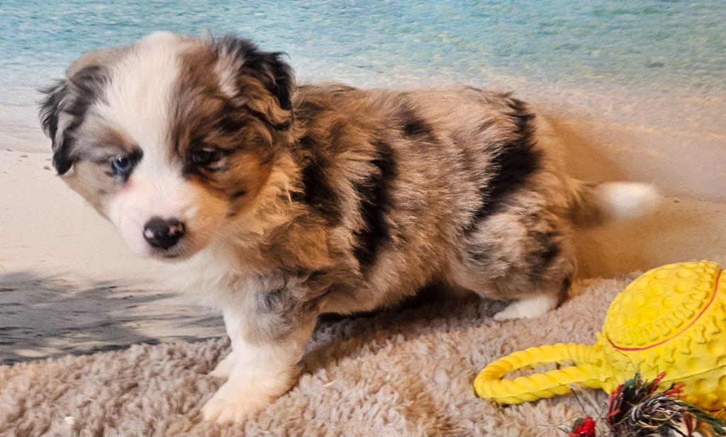 Du Mistral Normand - Chiots disponibles - Berger Américain Miniature 