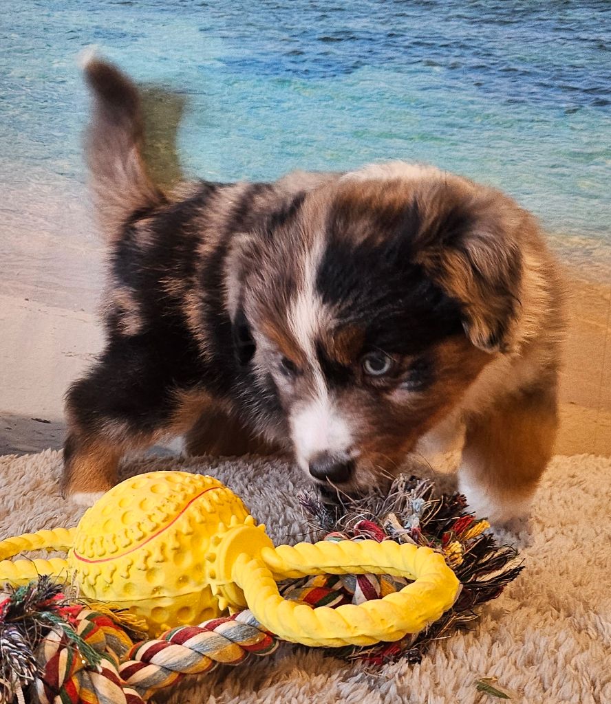 Chiot Berger Américain Miniature  Du Mistral Normand