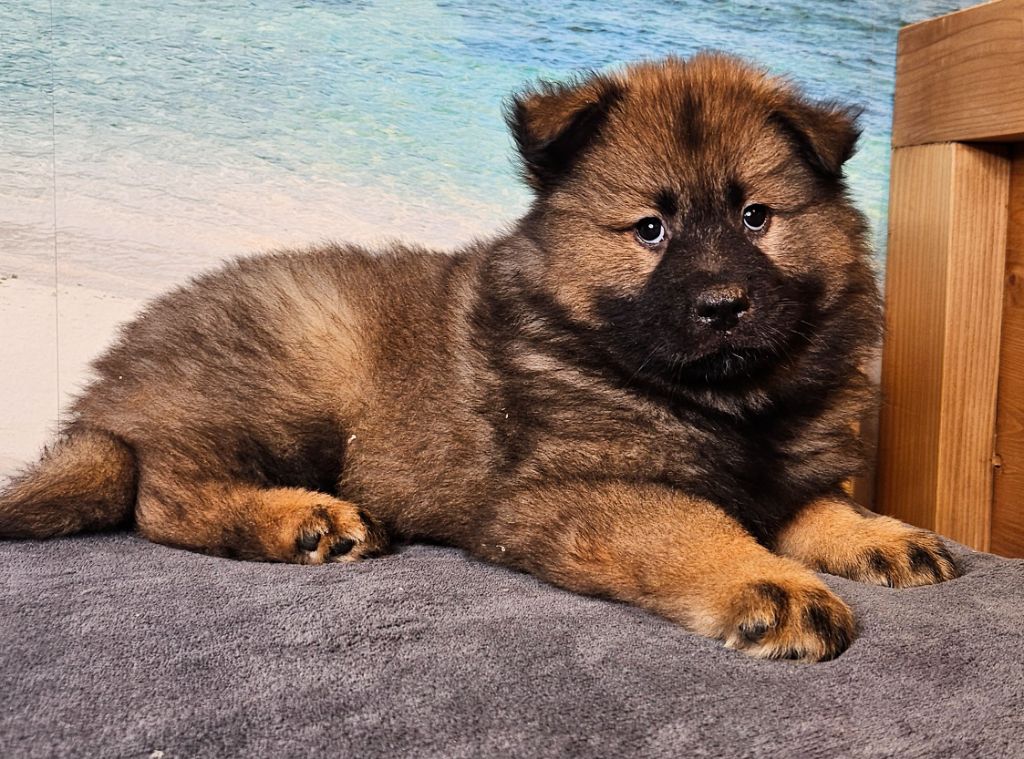 Du Mistral Normand - Chiots disponibles - Eurasier