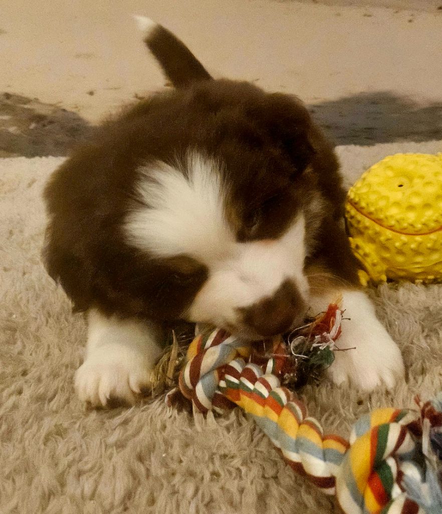 Du Mistral Normand - Chiots disponibles - Berger Américain Miniature 