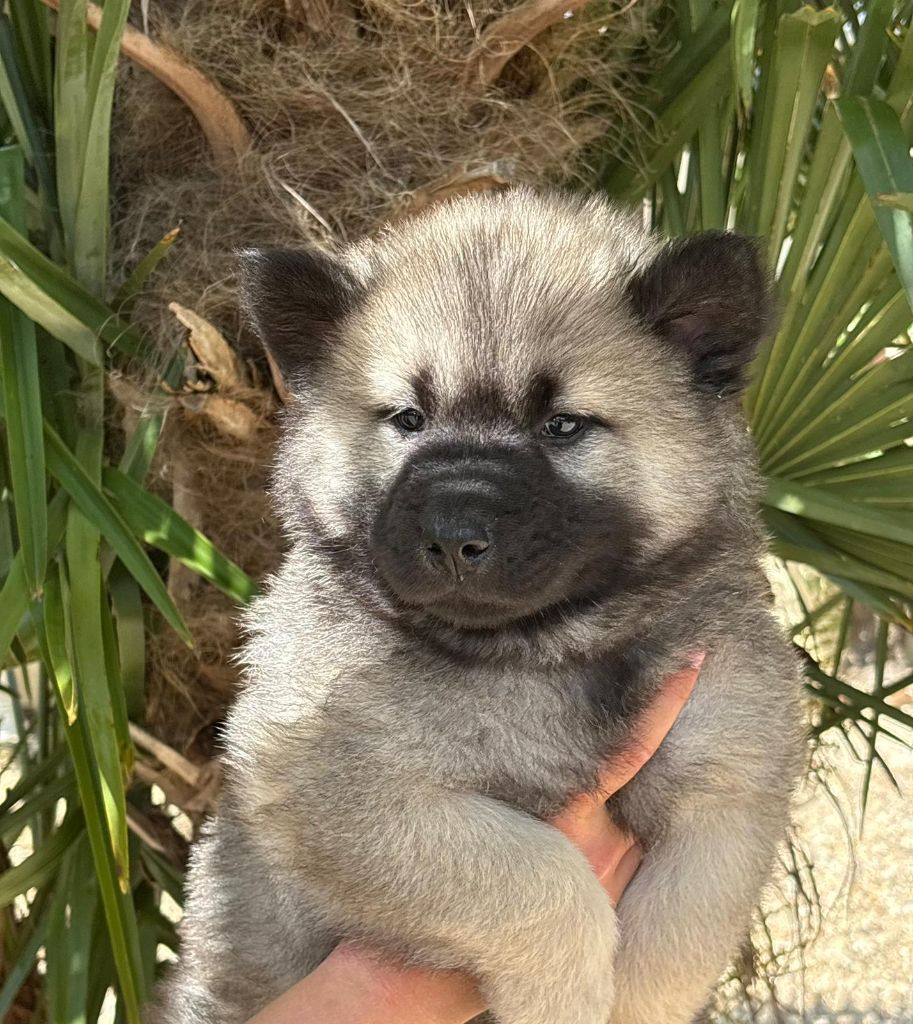 Du Mistral Normand - Chiots disponibles - Eurasier