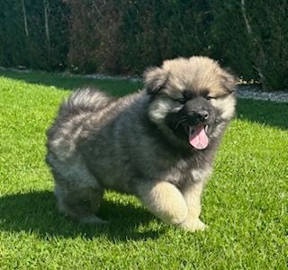 Du Mistral Normand - Chiots disponibles - Eurasier