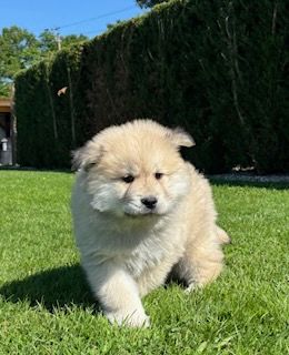 Du Mistral Normand - Chiots disponibles - Eurasier