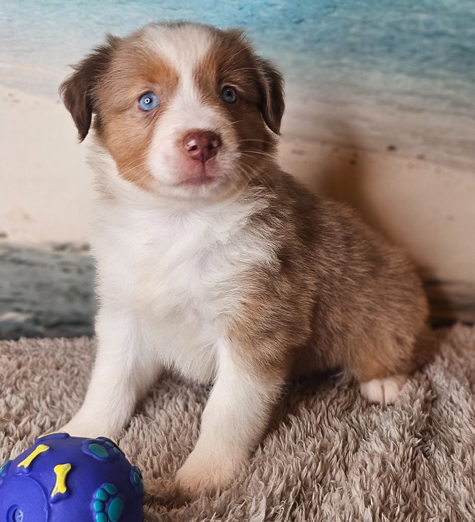 Du Mistral Normand - Chiots disponibles - Berger Américain Miniature 