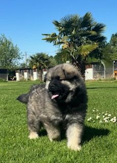 Du Mistral Normand - Chiots disponibles - Eurasier