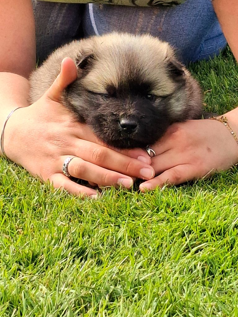Chiot Eurasier Du Mistral Normand