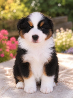Chiot N°2