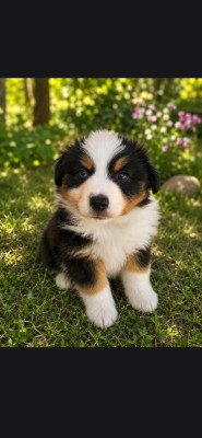 Chiot N°3