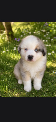 Chiot N°4