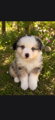 Chiot N°5