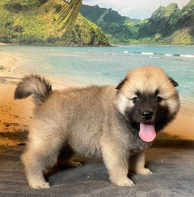 CHIOT 1