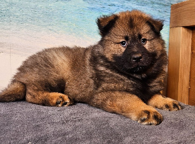 CHIOT 9