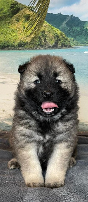 CHIOT 3